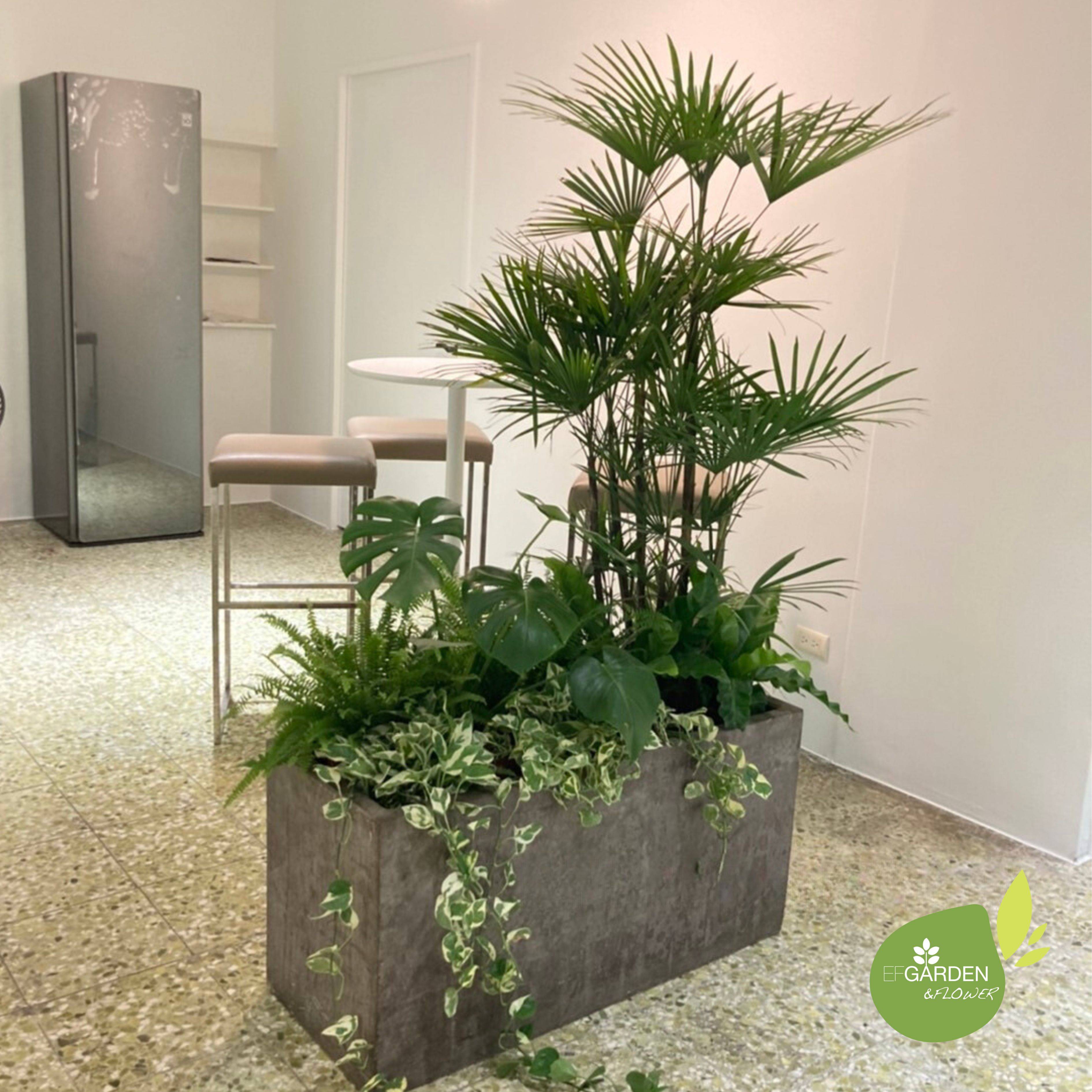 日本細葉觀音棕竹